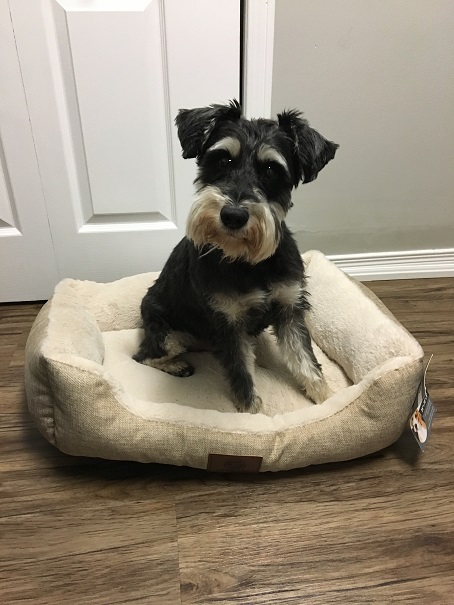 gambles miniature schnauzers