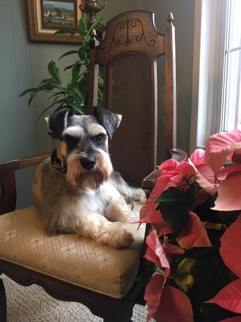 gambles miniature schnauzers